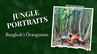 Experience the Breathtaking Orangutans at Bangkok Safari World