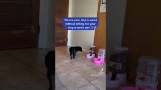 Is my dog ok? Part 2 | Just Terra Productions #shorts #viral #dog