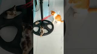 funny cat😹 trying to bully two cute little kittens🐈 #cat #funny #shorts #shortsvideo