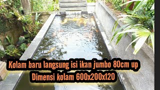 kolam baru langsung isi ikan jumbo jumbo