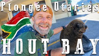 APARTÉ Running - Nager avec les Otaries à Fourrure, au Cap - 🦭 🇿🇦  #otaries #furseals #animalocean