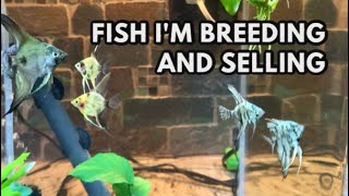 Fish I'm Breeding and Selling - Angelfish and Rainbow Fish