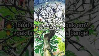 Penting menyikat Bonsai, menjaga pohon terhindar dari jamur #bonsai #bonsaitree #tanamanhias