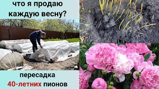 Пересадка старых пионов осенью. Пересадка спаржи. Архив конца сентября 2023.