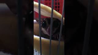 Sugar Glider Crabbing - He’s Angry!