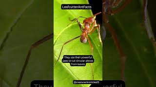 Leafcutter Ants: Nature's Tiny Harvesters! #facts #wildlife #animals #shorts #subscribe #nature