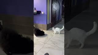 Funny  Pomeranian play with cat Devon Rex😀