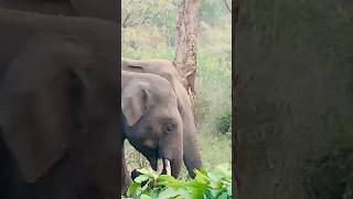 Wild elephants grazing on roadside