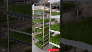 علوفه هیدروپونیک؛ تغذیه دام/ Hydroponic Fodder: Sustainable Livestock Feed #hydroponic #هیدروپونیک