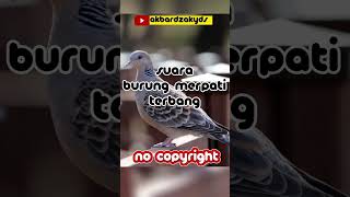 suara burung merpati terbang no copyright #shorts #merpati #viral #trending