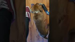 Playtime with Cocoa Bean #puppy #play #shorts #fyp #foryoupage #viral #viralvideo #explorepage