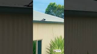 This morning’s bird 🦅 watching 😍 3 little birdies sitting on a roof 💁🏻‍♀️