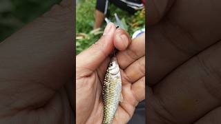 MANCING DI SUNGAI INI PLUNG NYOT!!!! #shorts #mancing #fishing #ikan #mancingmania #ikanwader