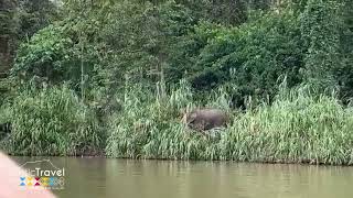 Wildlife Encounters in Kinabatangan | Rustic Travel, Sabah