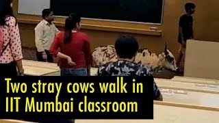 Two stray cows walk in IIT Mumbai classroom