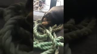 Sea lion wake up call.