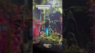 Glo tetra swimming with wafers #fishtank #glofish #bettasorority #aquarium #bettafish #fish