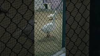 Raasave unna Nambi song#Muthal Mariyathai Movie #Duck #illayaraja hits #birds #Duck Walking#yt#shots