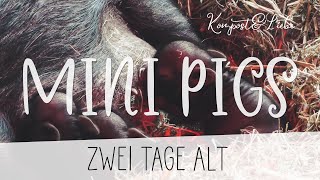 Zwergschwein Ferkel 🐖  2 Tage alt | Kompost&Liebe