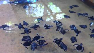 One day old sea turtles @ Kosgoda Sea Turtle Conservation Project Sri Lanka