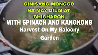 GINISANG MONGGO | NA MAY DILIS AT KANGKONG | HARVEST ON MY BALCONY GARDEN