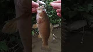 They Hit Your Lure So Hard (Smallmouth Bass) #bassfishing #fishing #shorts