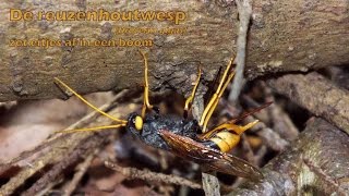 De reuzenhoutwesp (Urocerus gigas) zet eitjes af in een boom