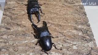 dorcus titanus palawan vs dorcus titanus palawan - stag beetle vs stag beetle