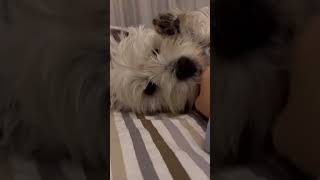 Девочка Миша в Астрахани #вестикиастрахань #westie #puppy #pets #cute #love #doglover