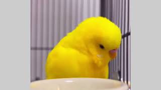 This Bird LOVES These Sounds! Prepare to Be AMAZED! #birds  #viral #parakeet #parrot #shorts