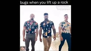 Bugs when you lift up a stone