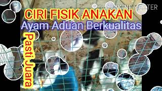 CIRI FISIK ANAKAN AYAM BANGKOK BERKUALITAS JUARA