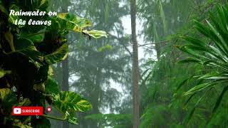 Heavy rain in slow motion on the tropical forest  KUN ASMR SOUND