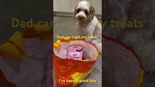 Can I get my treats please, Hugo dog patiently waits #shorts #dogs #shortvideo #music #shortsvideo