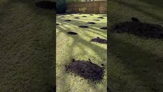 Pure organic #lawncare #grass #lawn #compost