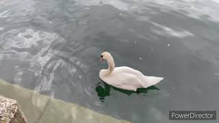 Swans watching in Zurich/Ghie Channel & Vlog