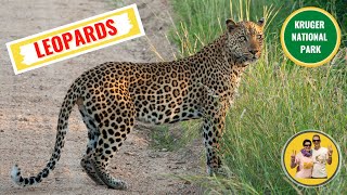 Leopards sightings in Kruger National Park on a self-drive safari