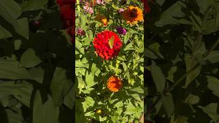 Beautiful #zinnia flower & #butterfly garden