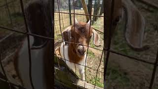 Scholar Media Team alumni trip: A visit to Carolyn Roff Henry ’87 of Tryon Mountain Farms