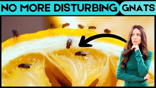 What Is the Fastest Way to Get Rid of Gnats (Simple & Quick Methods)