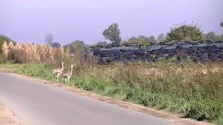 Nandus im Straßenverkehr.