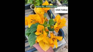 60 Beautiful Bougainvillea Orange diamond Names or 🆔s | Bougainvillea Plants 🪴🪴 #garden #paperflower