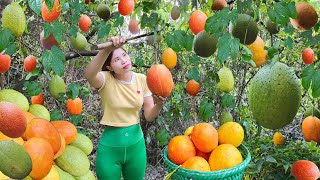 "A Lucky Day: The Girl Wanders into a Garden Full of Ripe Red Gac Fruit in the Forest."