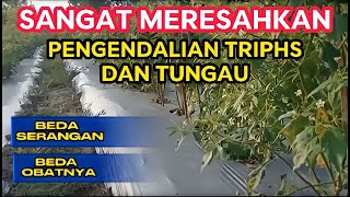 Part 12 : Pengendalian Hama Triphs dan Tungau Masa Generatif Cabe Rawit Lokal