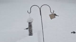 Morning Schwenksville PA Snowfall