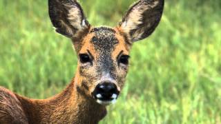 Reh Roe deer