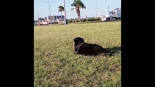 Rollin in the Grass