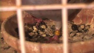 The nest box tells the story