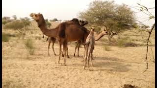 #desert #beautiful #camel #video #viral