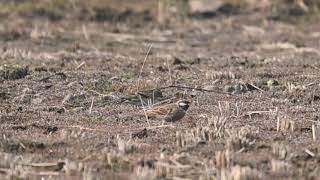 Brambling